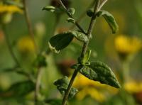 Blešník úplavičný (Pulicaria dysenterica)