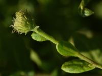 Blešník úplavičný (Pulicaria dysenterica)
