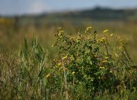 Blešník úplavičný (Pulicaria dysenterica)