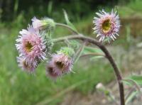 Turan ostrý (Erigeron acris)