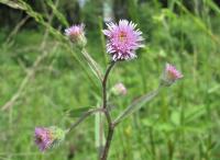 Turan ostrý (Erigeron acris)