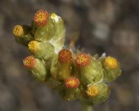 Protěž žlutobílá (Pseudognaphalium luteo-album)