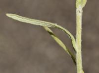 Protěž žlutobílá (Pseudognaphalium luteo-album)