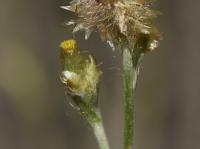 Protěž žlutobílá (Pseudognaphalium luteo-album)