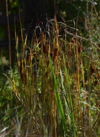 Orobinec nejmenší (Typha minima)