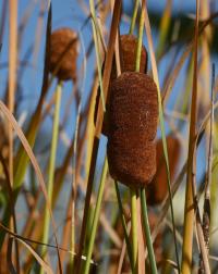 Orobinec nejmenší (Typha minima)