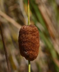 Orobinec nejmenší (Typha minima)
