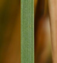 Orobinec nejmenší (Typha minima)