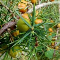 Jalovec (Juniperus deltoides)