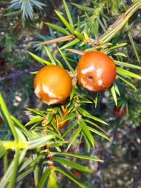Jalovec (Juniperus deltoides)