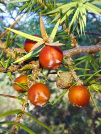 Jalovec (Juniperus deltoides)