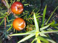 Jalovec (Juniperus deltoides)