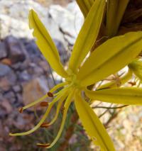 Asfodel žlutý (Asphodelus luteus)