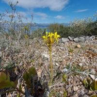 Asfodel žlutý (Asphodelus luteus)