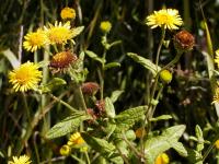 Blešník úplavičný (Pulicaria dysenterica)