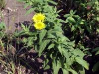 Blešník úplavičný (Pulicaria dysenterica)