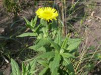 Blešník úplavičný (Pulicaria dysenterica)