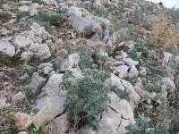 Jablečník vlnatý (Marrubium incanum)