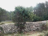 Jalovec (Juniperus deltoides)