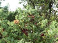 Jalovec (Juniperus deltoides)