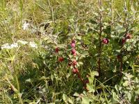 Skalník plstnatý (Cotoneaster tomentosus)