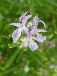 Rozmarýna lékařská (Rosmarinus officinalis) Rozmarýna lékařská (Rosmarinus officinalis)