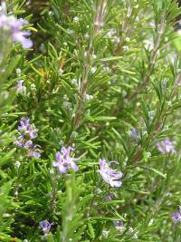 Rozmarýna lékařská (Rosmarinus officinalis) Rozmarýna lékařská (Rosmarinus officinalis)