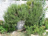Rozmarýna lékařská (Rosmarinus officinalis) Rozmarýna lékařská (Rosmarinus officinalis)