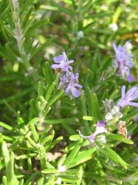 Rozmarýna lékařská (Rosmarinus officinalis) Rozmarýna lékařská (Rosmarinus officinalis)