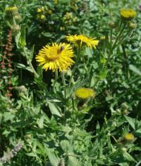 Blešník úplavičný (Pulicaria dysenterica)