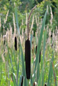 Orobinec širokolistý (Typha latifolia)