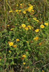 Blešník úplavičný (Pulicaria dysenterica)