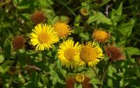 Blešník úplavičný (Pulicaria dysenterica)