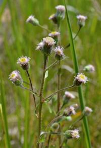 Turan ostrý (Erigeron acris)