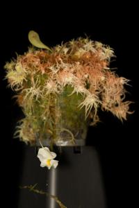 Bublinatka orchidoidní (Utricularia alpina)