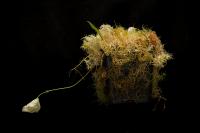 Bublinatka orchidoidní (Utricularia alpina)