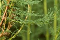 Židoviník německý (Myricaria germanica)