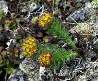 Rozchodnice růžová (Rhodiola rosea)