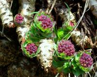 Rozchodnice růžová (Rhodiola rosea)