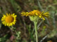 Blešník úplavičný (Pulicaria dysenterica)
