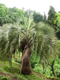 Bucie (Butia capitata)