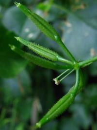 Kerblík třebule štětinoplodý (Anthriscus cerefolium var trichocarpus)