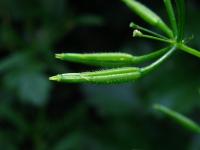 Kerblík třebule štětinoplodý (Anthriscus cerefolium var trichocarpus)