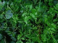 Kerblík třebule štětinoplodý (Anthriscus cerefolium var trichocarpus)