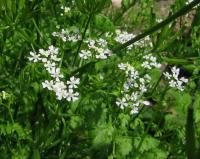 Kerblík třebule pravý (Anthriscus cerefolium var cerefolium)