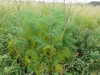 Fenykl obecný (Foeniculum vulgare) Fenykl obecný (Foeniculum vulgare)
