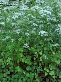 Bedrník anýz (Pimpinella anisum)