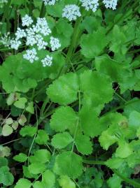 Bedrník anýz (Pimpinella anisum)