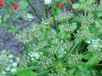 Bedrník anýz (Pimpinella anisum)