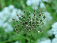 Bedrník anýz (Pimpinella anisum)